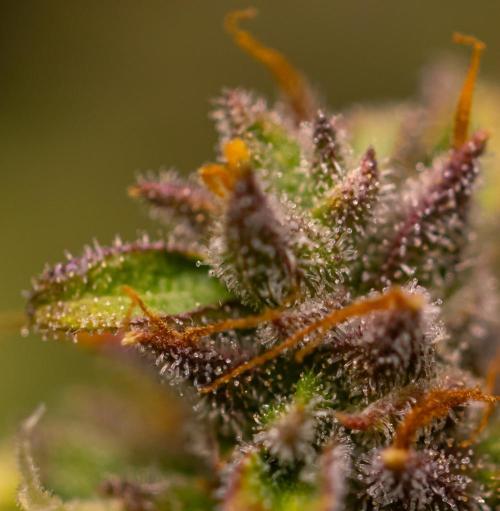 Neville’s Haze Auto. Week 12