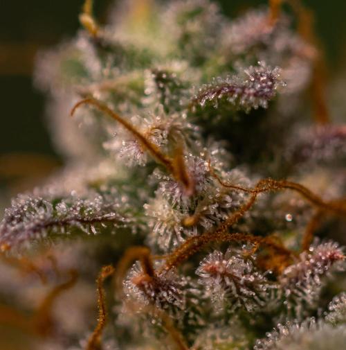 Mint Runtz Auto - Spliff Seeds. Week 12