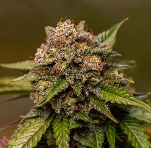 Mint Runtz Auto - Spliff Seeds. Week 12