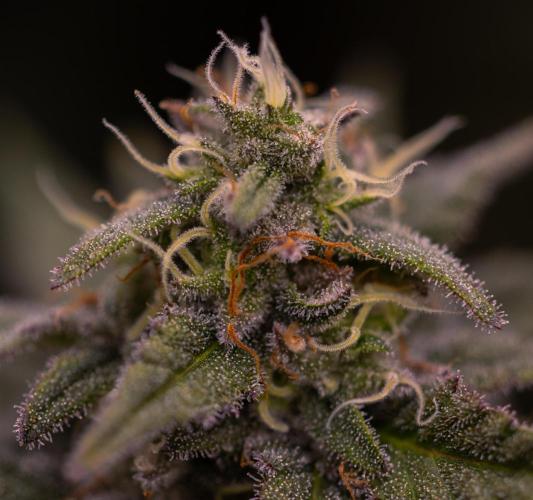 Mega Power Plant - Spliff Seeds. Week 12