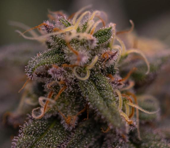 Mega Power Plant - Spliff Seeds. Week 12