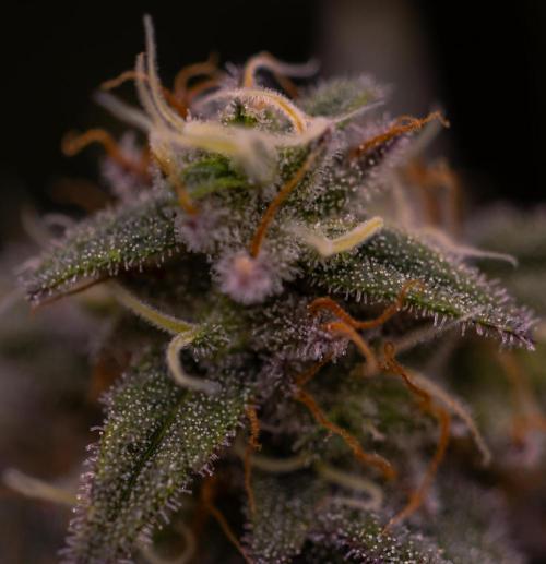 Mega Power Plant - Spliff Seeds. Week 12