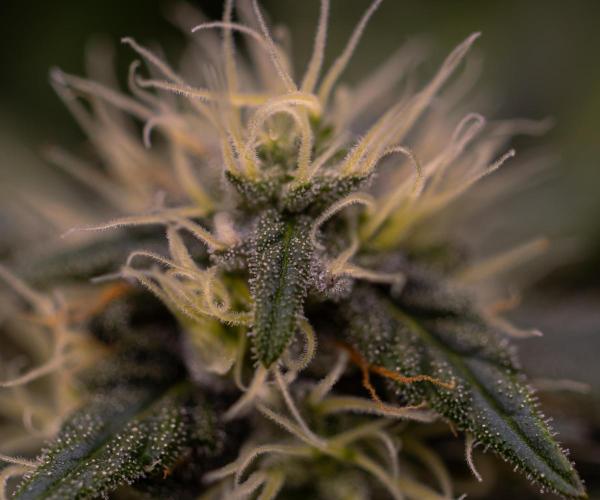 Super Skunk - Spliff Seeds. Week 12