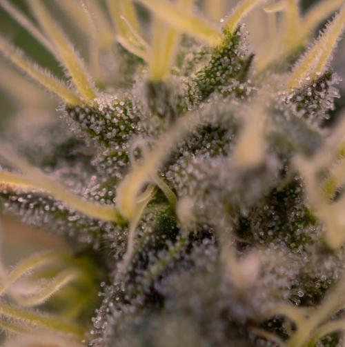 Super Skunk - Spliff Seeds. Week 12