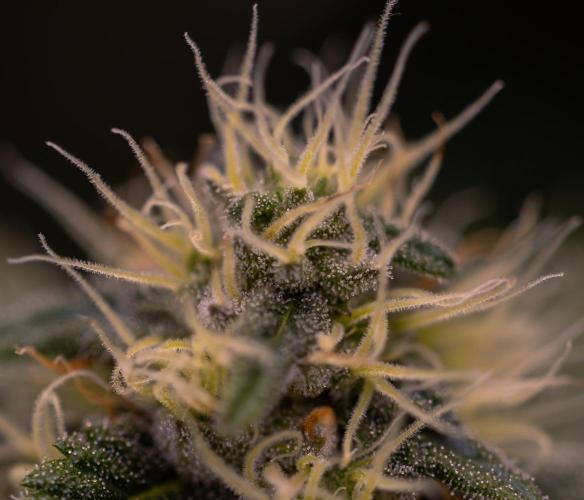 Super Skunk - Spliff Seeds. Week 12