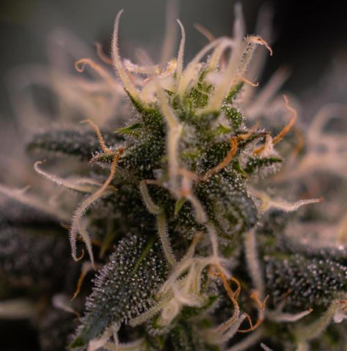 Bubblegun - Spliff Seeds. Week 12