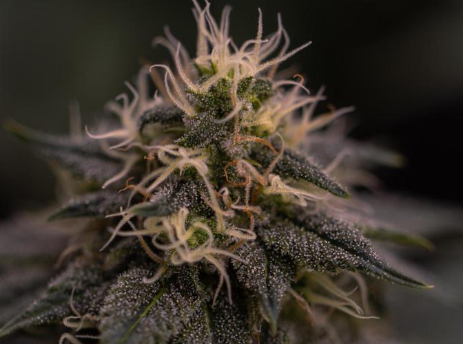 Bubblegun - Spliff Seeds. Week 12