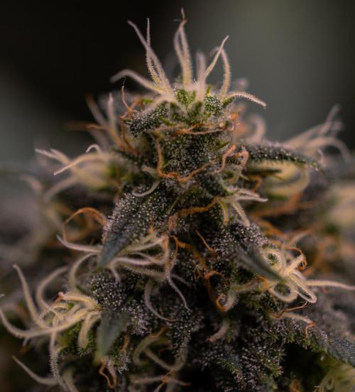 Bubblegun - Spliff Seeds. Week 12