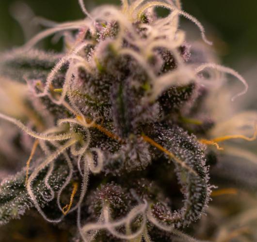 Zkittlez - Spliff Seeds. Week 12