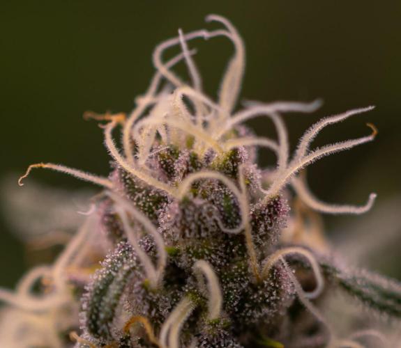 Zkittlez - Spliff Seeds. Week 12