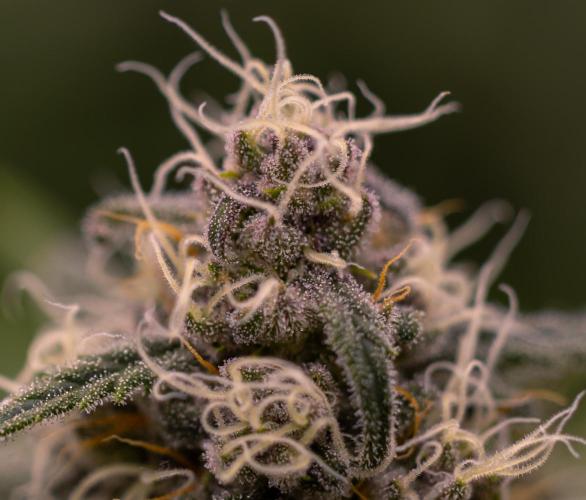 Zkittlez - Spliff Seeds. Week 12