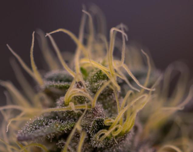 Biscotti Gelato - FastBuds. Week 12