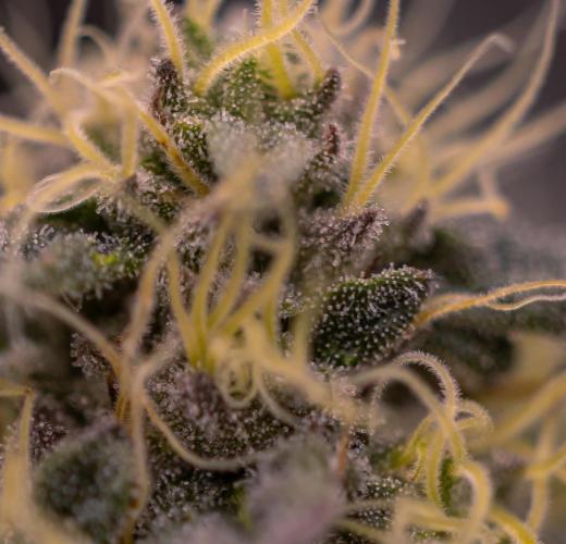 Biscotti Gelato - FastBuds. Week 12