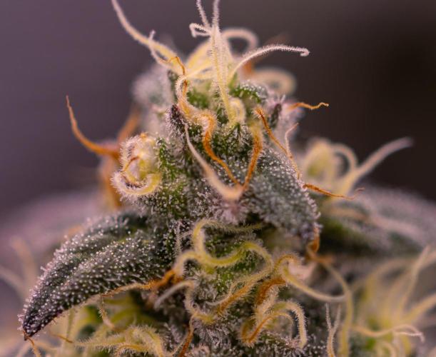 Papayton - FastBuds. Week 12