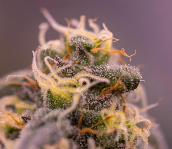 Papayton - FastBuds. Week 12