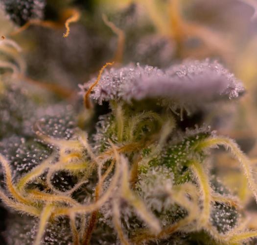 Papayton - FastBuds. Week 12