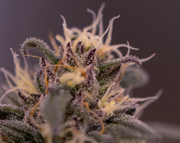 Lemon Cherry Runtz - Fast Buds. Week 12