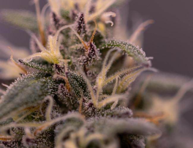 Lemon Cherry Runtz - Fast Buds. Week 12