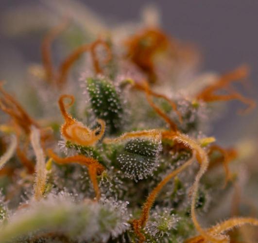 Doppler - Paradise Seeds. Week 12