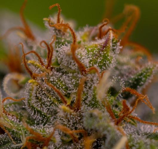 Doppler - Paradise Seeds. Week 12