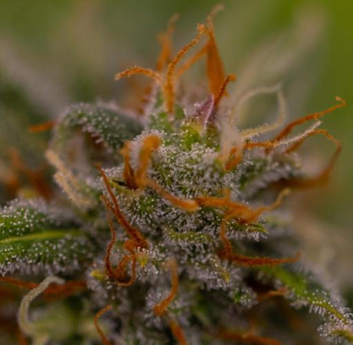 Doppler - Paradise Seeds. Week 12