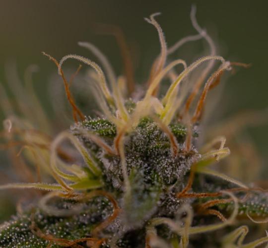 White Berry - Paradise Seeds. Week 12