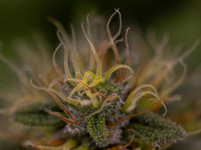 White Berry - Paradise Seeds. Week 12