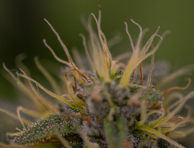 White Berry - Paradise Seeds. Week 12