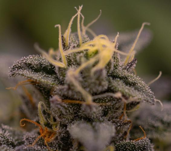 Rainbow Road - Paradise Seeds. Week 12