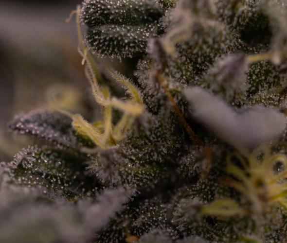 Rainbow Road - Paradise Seeds. Week 12