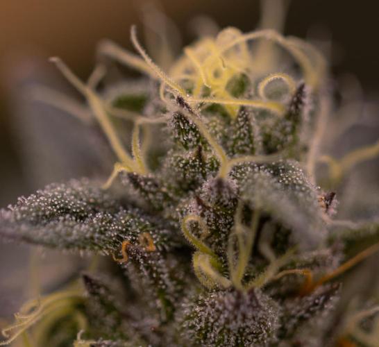 Rainbow Road - Paradise Seeds. Week 12