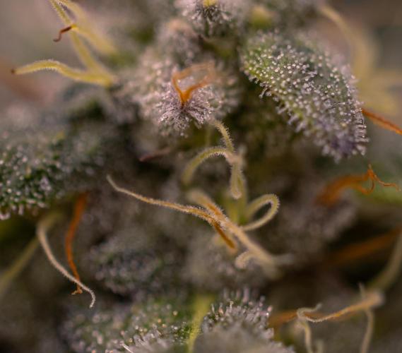 Space Cookies- Paradise Seeds. Week 12