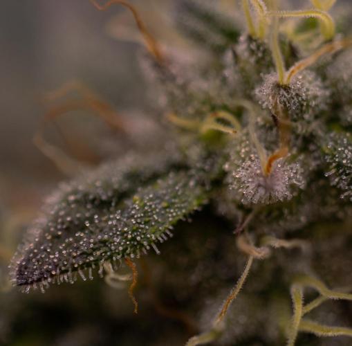 Space Cookies- Paradise Seeds. Week 12