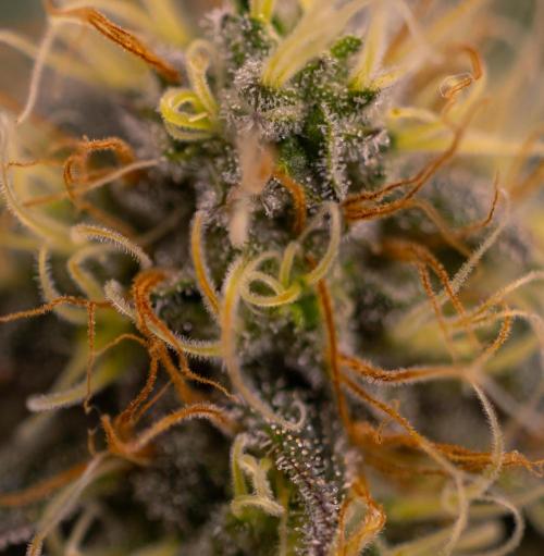 Acid - Paradise Seeds. Week 12