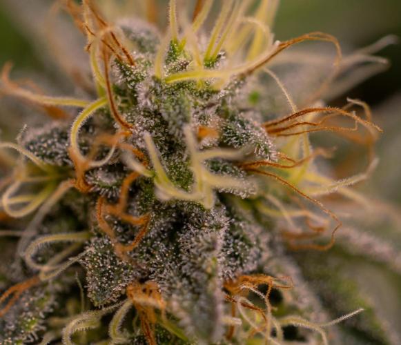 Acid - Paradise Seeds. Week 12