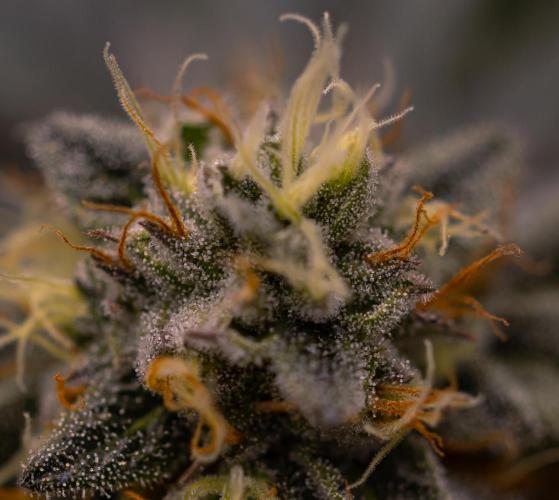 Tester 501x51 - Paradise Seeds. Week 12