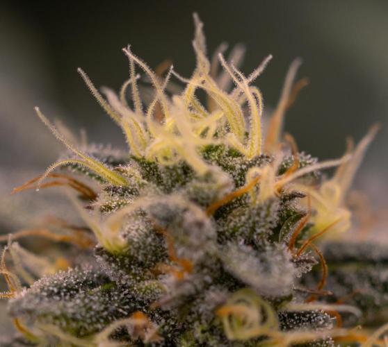 Tester 501x51 - Paradise Seeds. Week 12