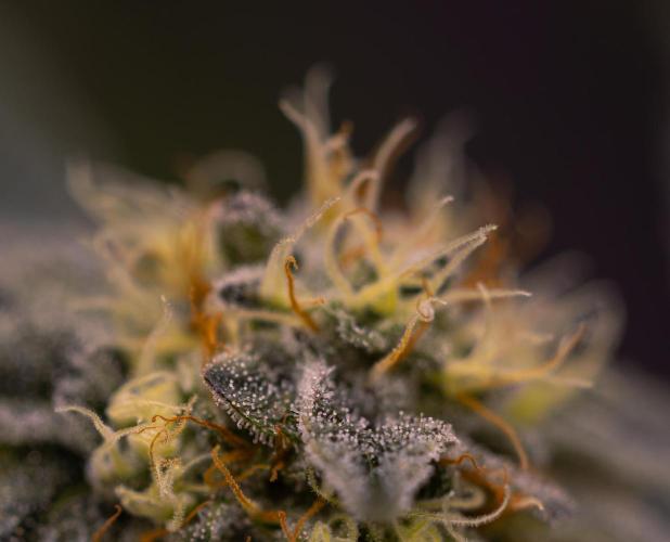 Tester 501x51 - Paradise Seeds. Week 12