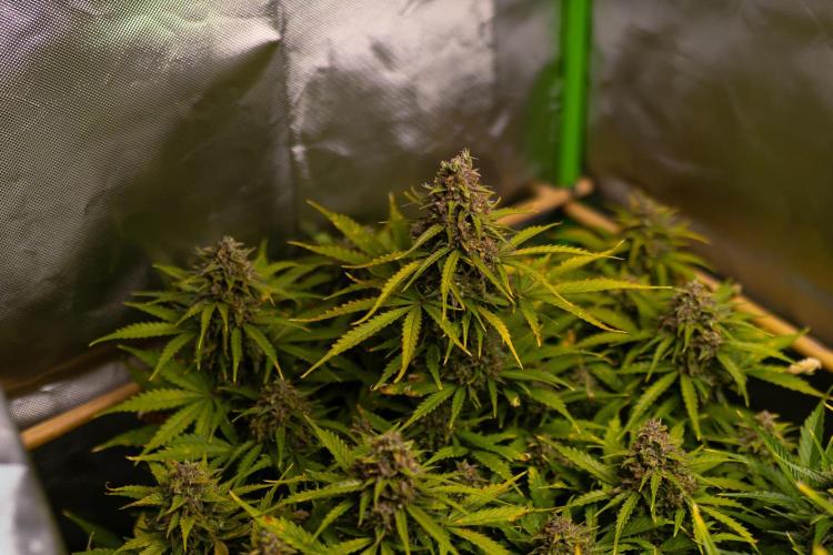 Blue Dream Auto - Spliff Seeds. Week 13