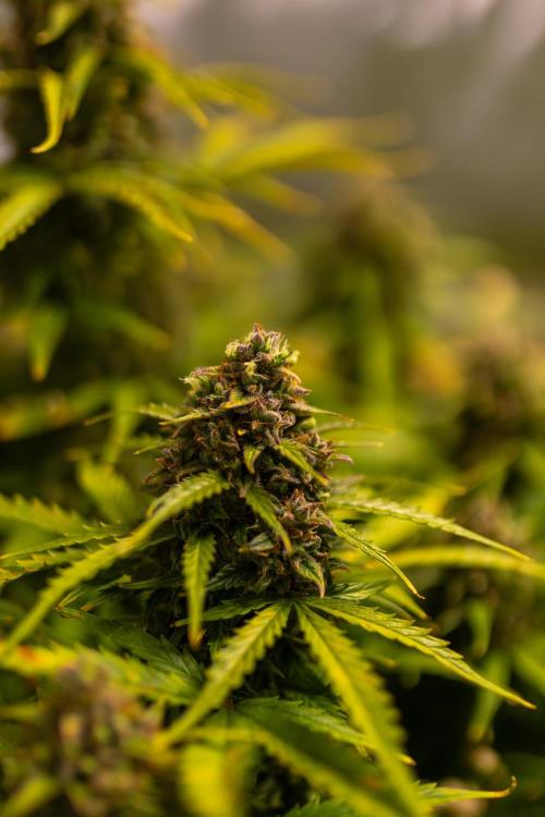 Blue Dream Auto - Spliff Seeds. Week 13