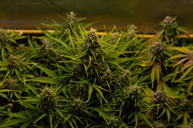 Neville’s Haze Auto. Week 13