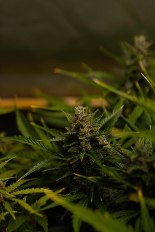 Neville’s Haze Auto. Week 13