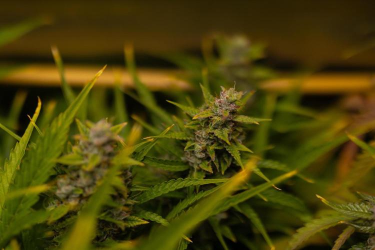 Neville’s Haze Auto. Week 13