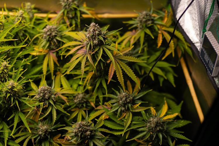 Mint Runtz Auto - Spliff Seeds. Week 13