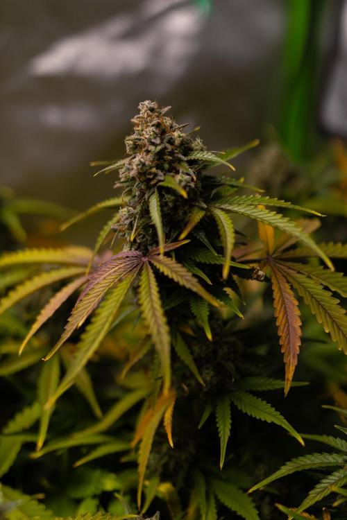 Mint Runtz Auto - Spliff Seeds. Week 13