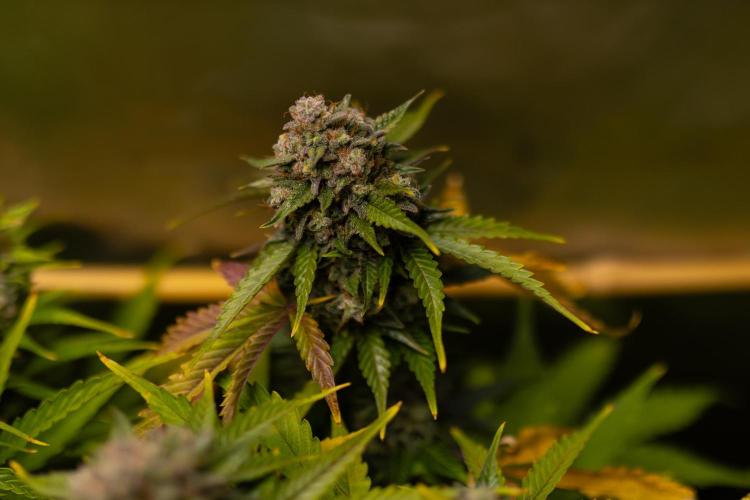 Mint Runtz Auto - Spliff Seeds. Week 13