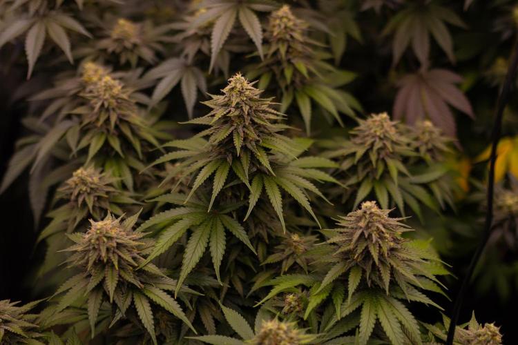 Mega Power Plant - Spliff Seeds. Week 13