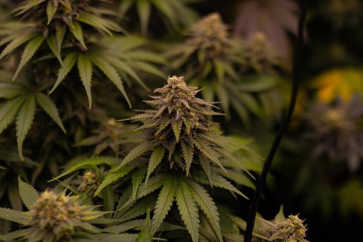 Mega Power Plant - Spliff Seeds. Week 13