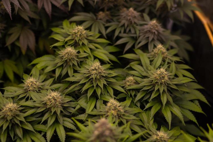 Super Skunk - Spliff Seeds. Week 13