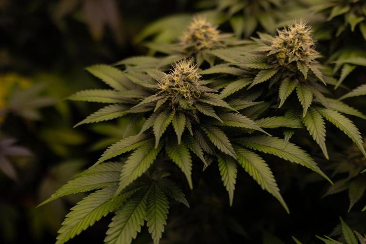 Super Skunk - Spliff Seeds. Week 13